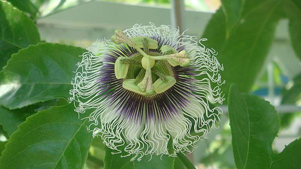 百香果 (1).JPG 百香果 (1).JPG