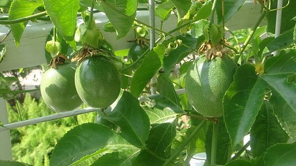 百香果 (2).JPG 百香果 (2).JPG