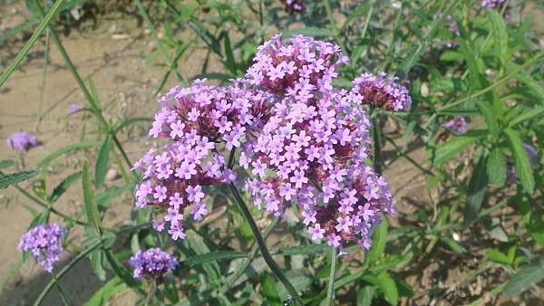 枊葉馬鞭.JPG 枊葉馬鞭.JPG