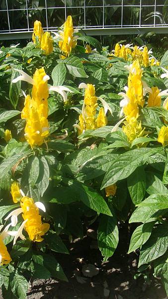 黃蝦.JPG 黃蝦.JPG