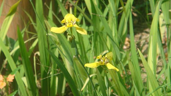 鳶尾 (1).JPG 鳶尾 (1).JPG