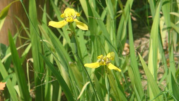 鳶尾 (2).JPG 鳶尾 (2).JPG