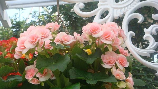 麗格.JPG 麗格.JPG