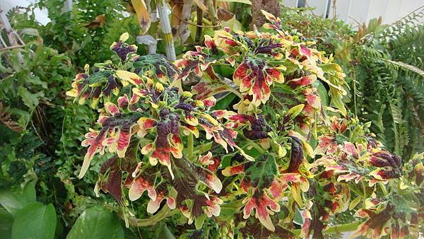 觀葉.JPG 觀葉.JPG