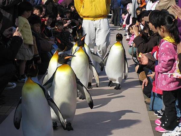 特別企畫--企鵝parade