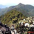 a031_旅人,杜鵑,白冷山.jpg