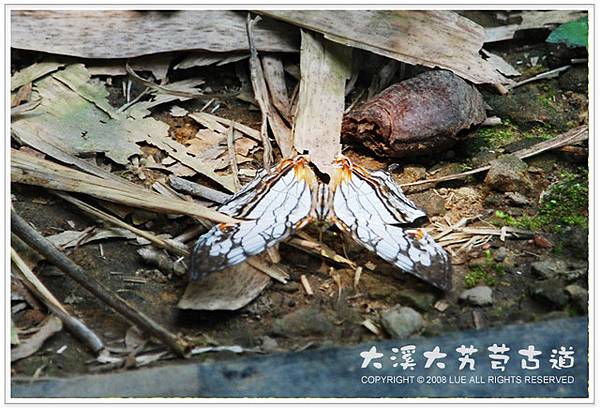 台灣是蝴蝶王國，漂亮蝴蝶四