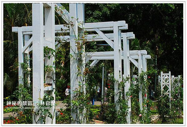 玫瑰園，不過那天去，沒幾朵