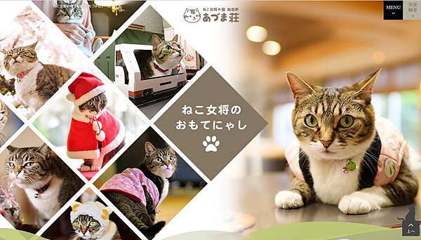 到 有貓當家 的日本溫泉旅館與貓咪相遇吧 趣旅行 樂生活 痞客邦