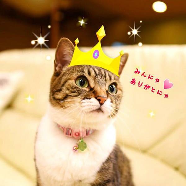 到 有貓當家 的日本溫泉旅館與貓咪相遇吧 趣旅行 樂生活 痞客邦