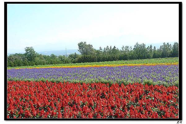 北海道賞花旅 (4)