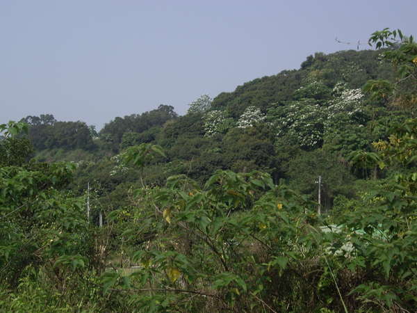 油桐花.JPG