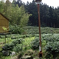 山中茶園.JPG