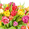 Tulips_008002.jpg