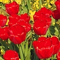 Tulips_009015.jpg