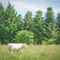 Charolais，一種 Burgundy 的牛，知名的紅酒燉牛肉就是用牠做得 