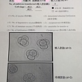 2013.09.07六顆胚胎寶寶(傳).jpg