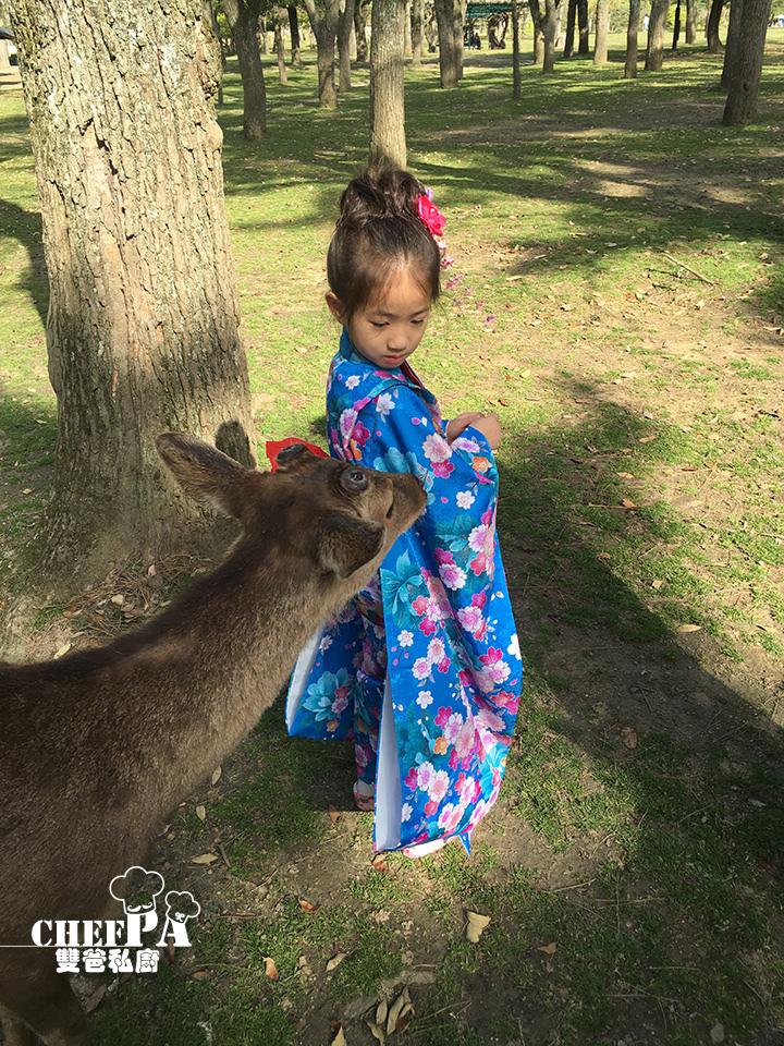 7. 奈良公園小鹿撒嬌 (10).jpg 7. 奈良公園小鹿撒嬌 (10).jpg