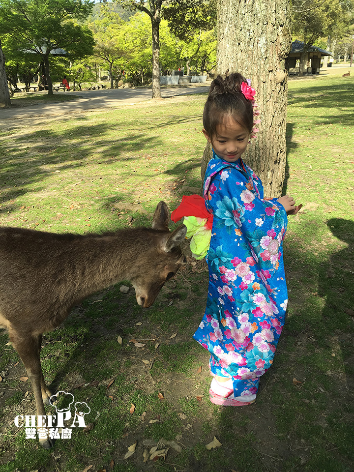 7. 奈良公園小鹿撒嬌 (38).jpg 7. 奈良公園小鹿撒嬌 (38).jpg