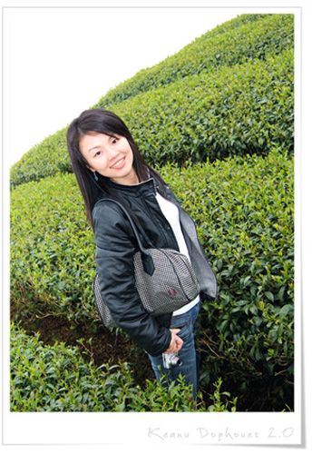 八卦茶園03.jpg 八卦茶園03.jpg