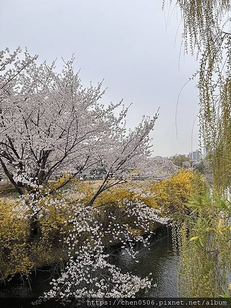 【國外旅遊】首爾賞櫻逛街. 明洞、弘大、聖水洞建大商圈、St