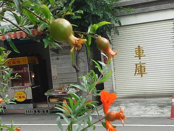 庭院石榴花