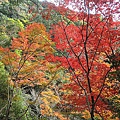 真不愧為關西排行首榜的紅葉名所＜大阪箕面公園>