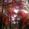 洞光寺~~円通寺~~竹田城跡~~養父神社<3>