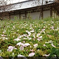 醍醐寺.哲學の道.京都府立植物園.半木の道.平野神社.嵐電.嵐山.花見舟