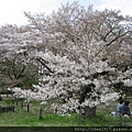 醍醐寺.哲學の道.京都府立植物園.半木の道.平野神社.嵐電.嵐山.花見舟<2>