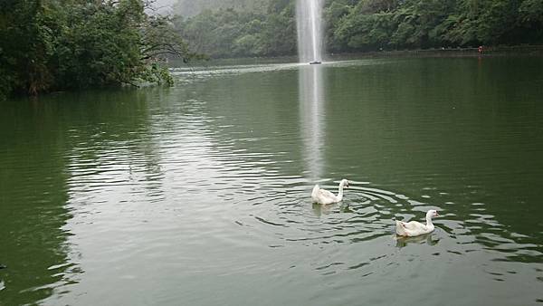 2019113宜蘭林美石磐步道長碑湖_190120_0058.jpg