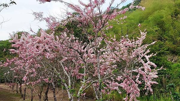 【高雄景點】花旗木賞花趣~美濃蝶舞澗~