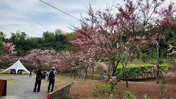 【高雄景點】花旗木賞花趣~美濃蝶舞澗~