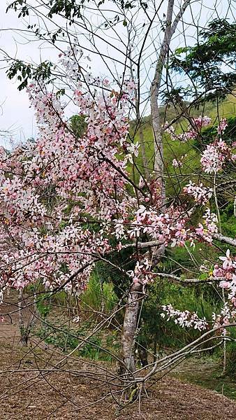 【高雄景點】花旗木賞花趣~美濃蝶舞澗~