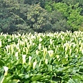 20110402-20.jpg