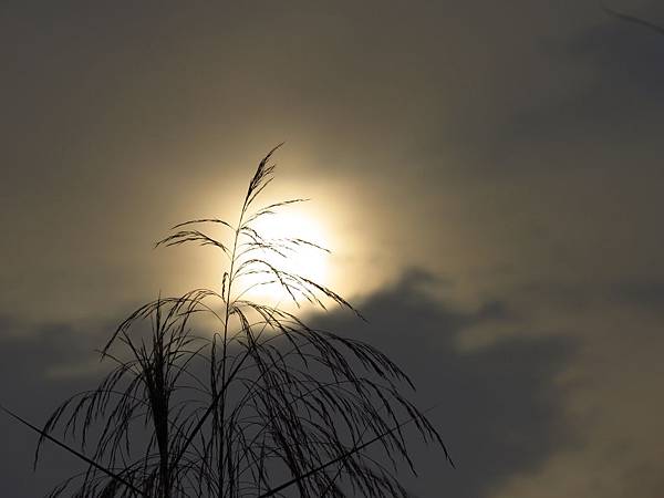 IMG_5990 IMG_5990