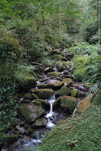 2023-09-29(五)-老倆口中秋假期第二天-拉拉山巨木