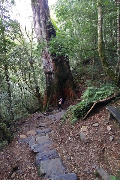 2023-09-29(五)-老倆口中秋假期第二天-拉拉山巨木