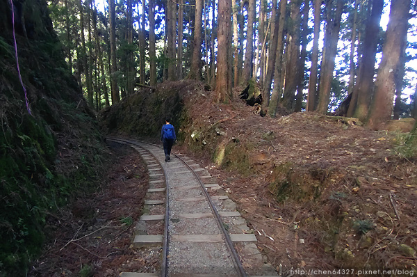 2023-11-10(五)-老倆口阿里山2日行-第二天特富野