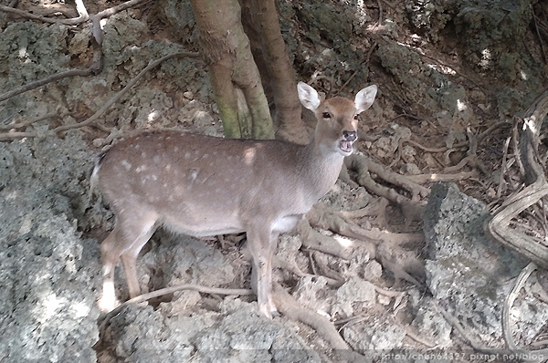 2024-01-20(六)-老倆口-壽山動物園看台灣黑熊波比