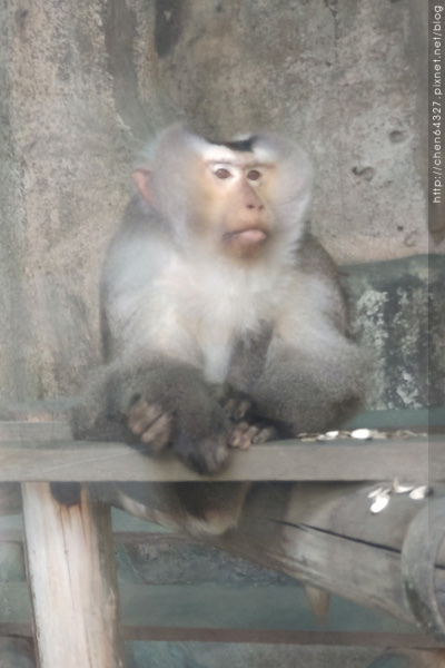 2024-01-20(六)-老倆口-壽山動物園看台灣黑熊波比