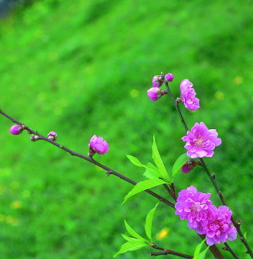 石門水庫植物1