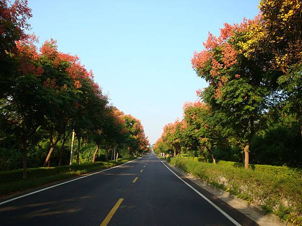 以下是金门日报对台湾栾树的介绍: 黄海路两旁的行道树是「国庆使」