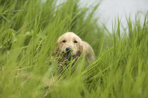 DSC_0541狩獵.jpg