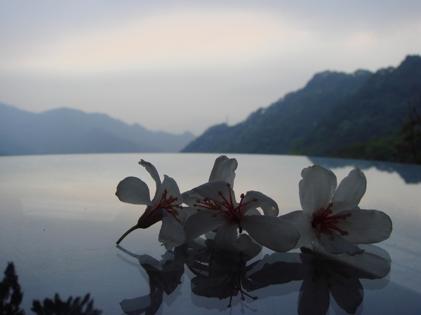 油桐花之旅4