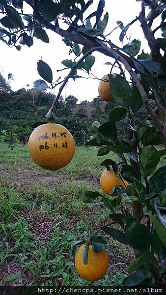 青青果園於果樹上完全成熟臍橙--5.jpg