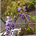 紫藤