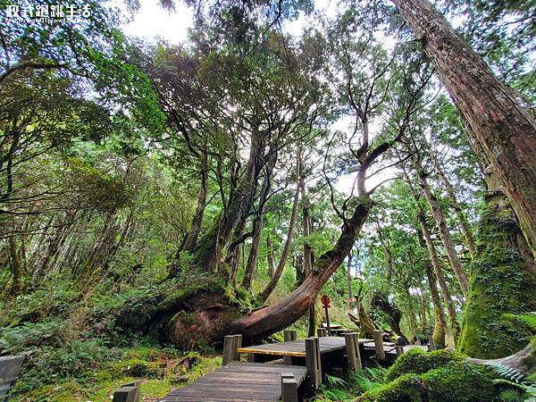 太平森林公園 001