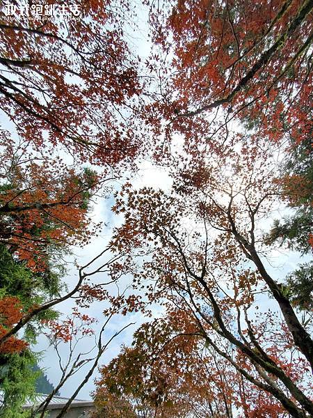 太平森林公園 004-2