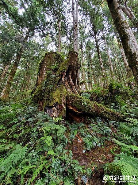 太平山蹦蹦車-001